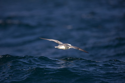 Schooner LA LOUISE sailing on west coast of Greenland.