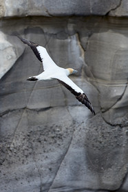 18_029055  ©ThMartinez Sea&Co.  MURIWAI BEACH - NORTH ISLAND. NEW ZEALAND . 11 March  2018. .Gannet ..