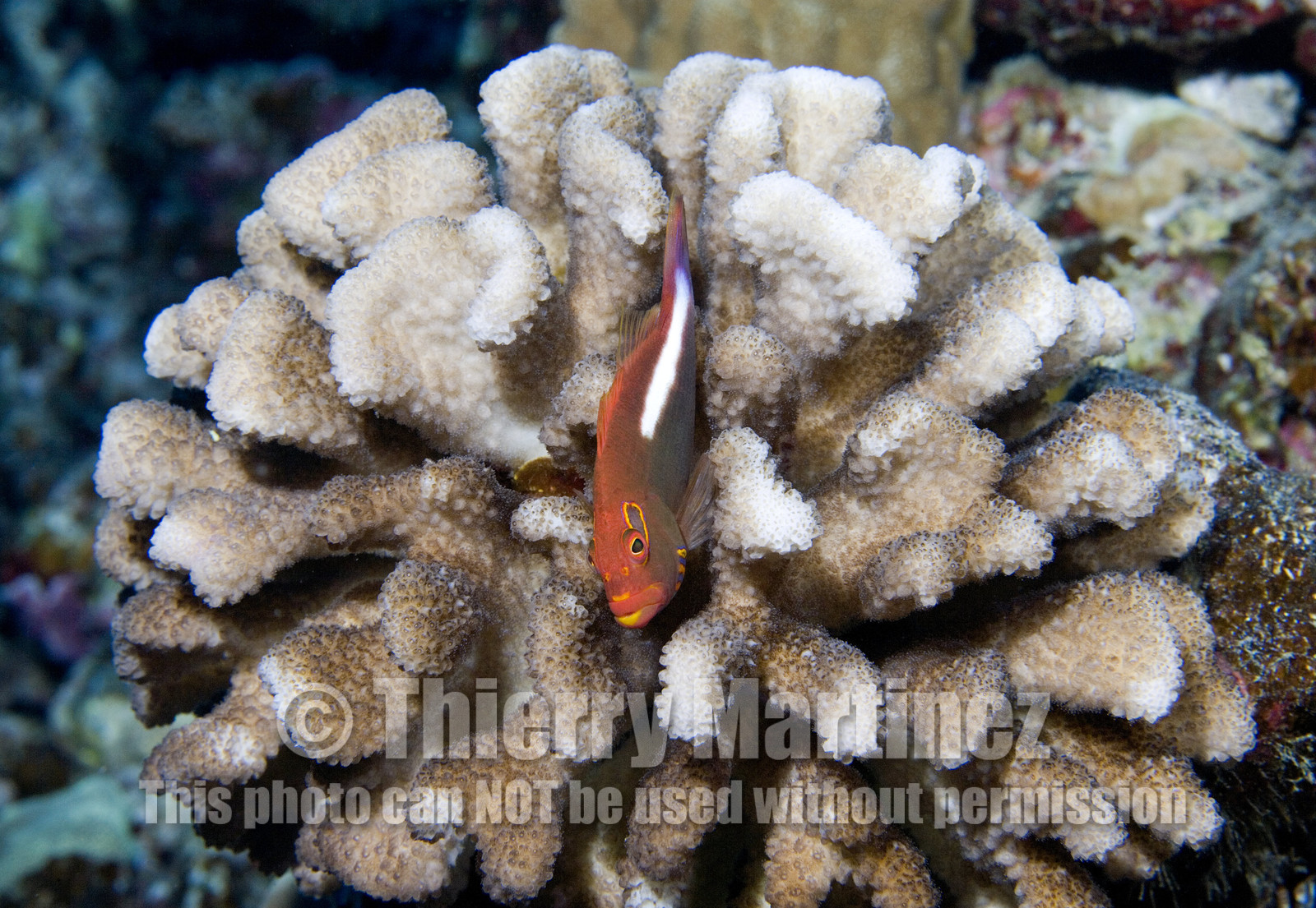 Diving in Maui HAWAII - USA . Jan 2007.