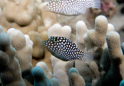 Diving in Maui HAWAII - USA . Jan 2007.
