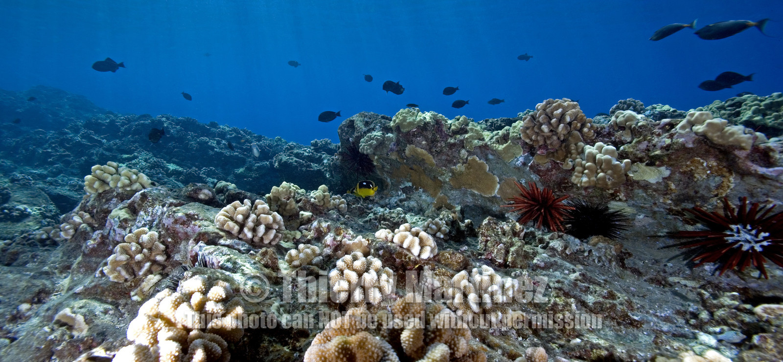 Diving in Maui HAWAII - USA . Jan 2007.