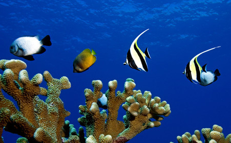 Diving in Maui HAWAII -USA . Jan 2007.