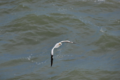 18_029129  ©ThMartinez Sea&Co.  MURIWAI BEACH - NORTH ISLAND. NEW ZEALAND . 11 March  2018. .Gannet ..