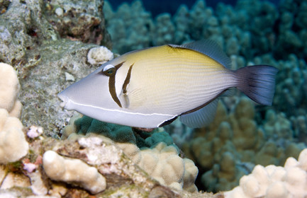 Diving in Maui HAWAII - USA . Jan 2007.