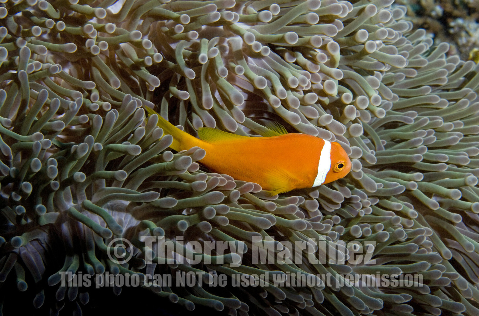 Diving In Maldives Feb March 2007.